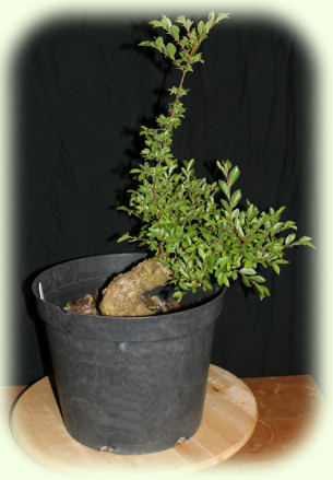 Cork Bark Root Cuttiing Picture