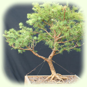 Larch Yamadori picture
