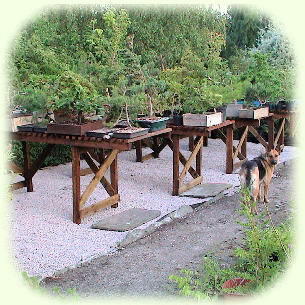 Trees on benches