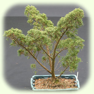 Blauuws Juniper Pic