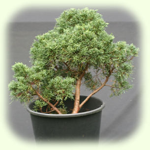 Blauuws Juniper Pic
