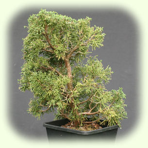 Blauuws Juniper Pic