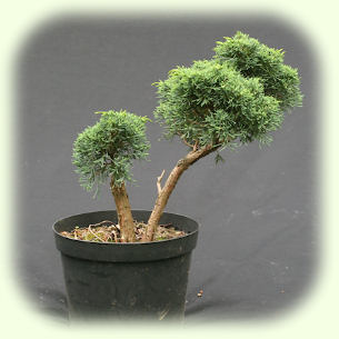 Blauuws Juniper Pic