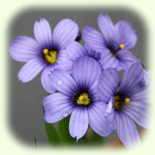 blue eyed grass pic
