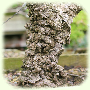 Cork Barked Elm Detail pic
