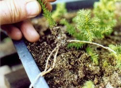 Remove the rooted cutting carefully