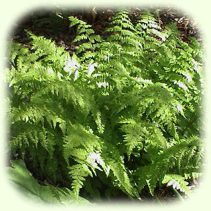 Dwarf Ladyfern 