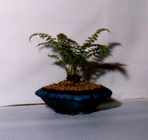 Dwarf Lady Fern in blue, primitive, Dan Barton pot