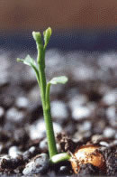 Ginkgo seedling picture