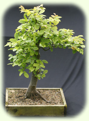 Yamadori Hornbeam Pic