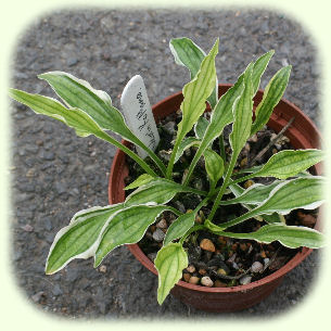 Hosta Kifukurin Ko Mame Picture