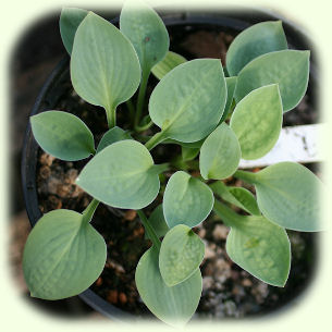 Hosta Baby Bunting Picture