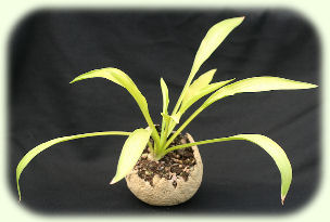 Hosta Bitsy Gold Picture