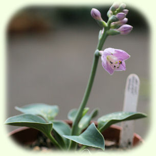 Hosta Picture