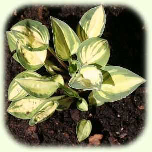 Hosta Cherish Picture