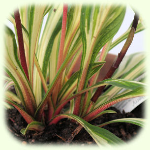 Hosta Cherry Berry Picture