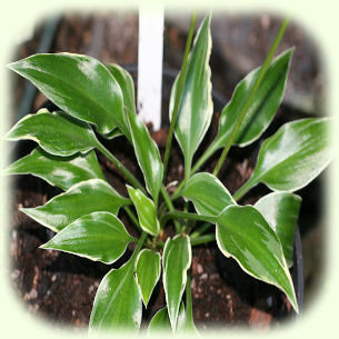 Hosta Dixie Chick Pic