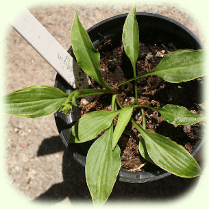 Hosta Gaijin Picture