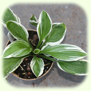 Hosta Ginko Craig Mature foliage Picture
