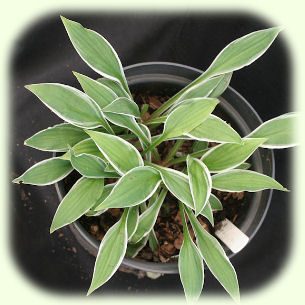 Hosta Ginko Craig Picture