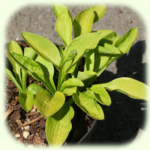 Hosta Gosan Gold Midget Photo