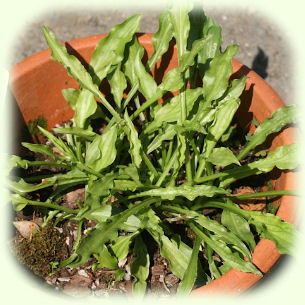 Hosta gracillima picture
