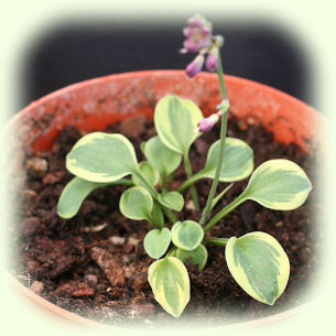 Hosta Hope Picture