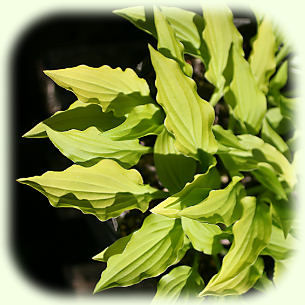 Hosta Lemon Lime