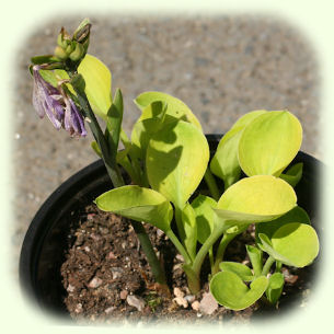 Hosta Limey Lisa Picture