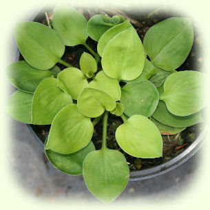 Hosta Limey Lisa Picture