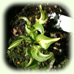 Hosta Little Caesar Picture