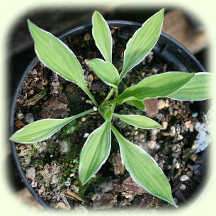 Hosta Little White Lines Pic
