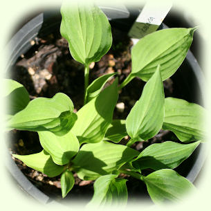 Hosta Nakaiana photo