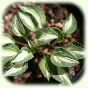 Hosta Pandoras Box Pic