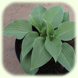 Hosta Pelham Blue Tump photo