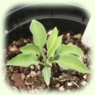Hosta Popo