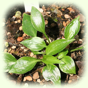 Hosta Shining Tot photo