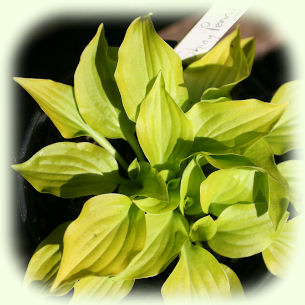 Hosta Shiny Penny photo