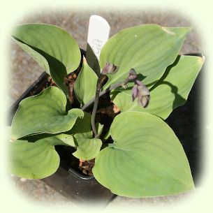 Hosta Special Gift