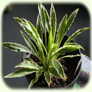 Hosta Stilletto Pic