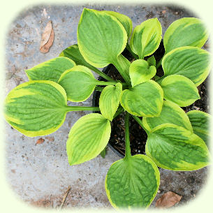 Hosta Sultana photo