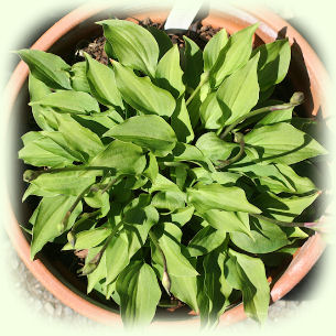 Hosta Sweetheart photo