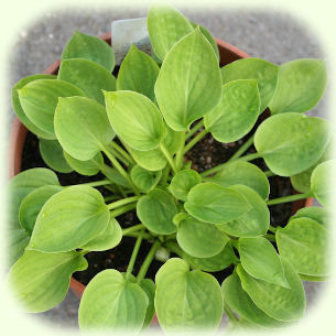 Hosta Teaspoon Pic