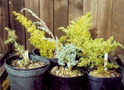 Junipers from cuttings