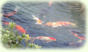 Koi Pic