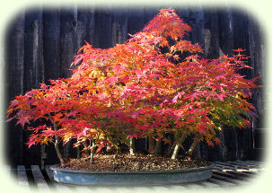 Acer palmatum forest picture