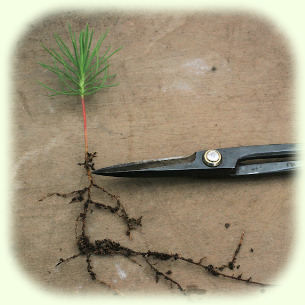 Pine root cutting picture