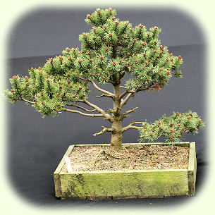 Pinus mugho mops picture
