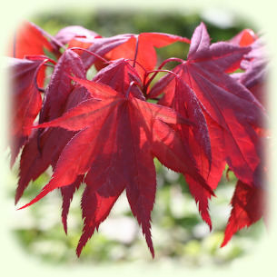 Red maple leaves