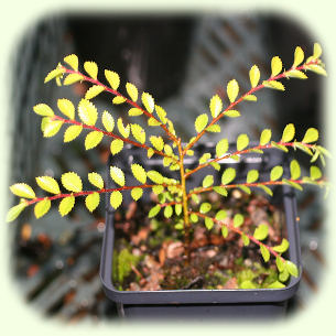 Seiju Elm picture